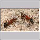 Formica -Serviformica- sanguinea - Blutrote Raubameise 03 9mm - mit kleiner Ameise.jpg